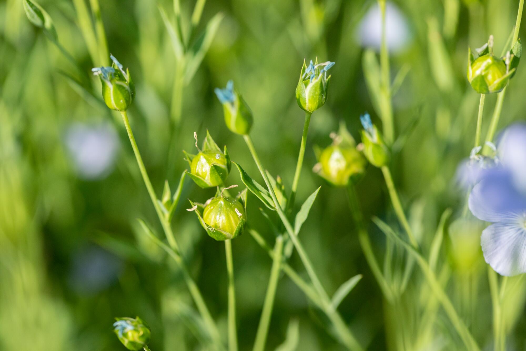 <span class="ezstring-field">kl_flax_active-ingredient_field_plant_2019 -1- 367x460</span>